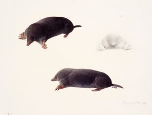 Three studies of a mole by Raymond Booth