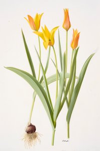 Tulipa ferganica