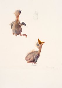Two studies of a blackbird nestling by Raymond Booth
