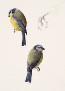 Two studies of a blue tit by Raymond Booth