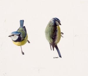 Two studies of a blue tit