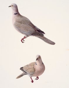 Two studies of a collared dove by Raymond Booth
