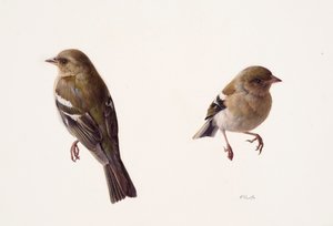 Two Studies of a Female Chaffinch