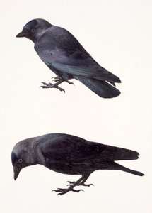 Two studies of a jackdaw by Raymond Booth
