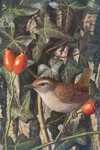 Wren in a Setting of Rosehip and Ivy