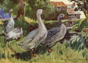 Illustration for My Farm by Reginald Mills