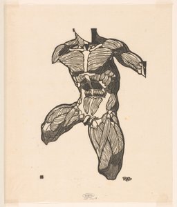 Anatomical Study of the Neck, Abdominal, and Thigh Muscles of a Man