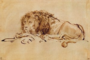 Lion Resting