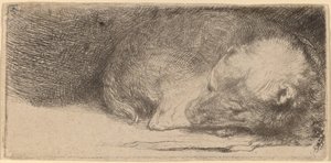 Sleeping Puppy