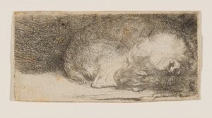 Sleeping Puppy