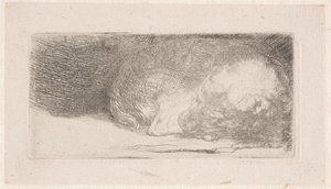 Sleeping Puppy by Rembrandt van Rijn