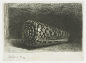The Shell by Rembrandt van Rijn