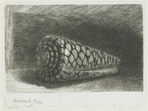 The Shell by Rembrandt van Rijn