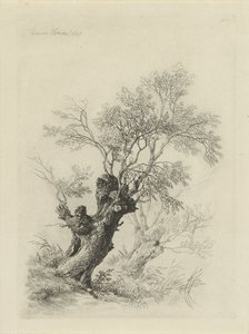 Willow Tree