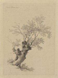Willow Tree