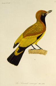 Adult male of Masked Bowerbird (Sericulus aureus), engraving from the Histoire naturelle des oiseaux de paradis et des epimagues