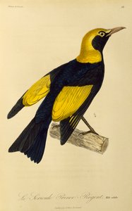 Adult male of Regent Bowerbird (engraving)