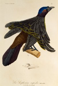 Adult male of Superb Bird-of-Paradise (Lophorina superba), engraving from Histoire naturelle des oiseaux de paradis et des epimagues
