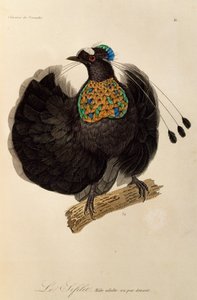Adult male of Western Parotia (Parotia sefilata)