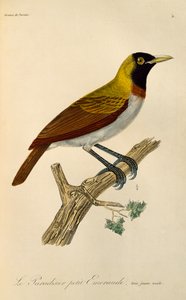 Juvenile male of Lesser Bird-of-Paradise (Paradisaea minor), engraving from Histoire naturelle des oiseaux de paradis et des epimagues