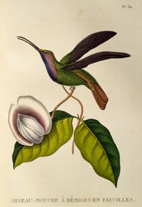 Lazuline Sabrewing (Campylopterus falcatus)
