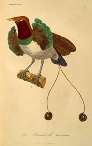 Male of King Bird-of-paradise (Cicinnurus regius), engraving from Histoire naturelle des oiseaux de paradis et des epimagues