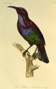 Male of Paradise Riflebird (Ptiloris paradiseus), engraving from Histoire naturelle des oiseaux de paradis et des epimagues