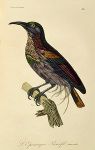 Paradise Riflebird young male (Ptiloris paradiseus) by René Primevère Lesson