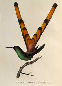 Red-tailed Comet, from Les trochilidees ou les colibris et les oiseaux-mouches