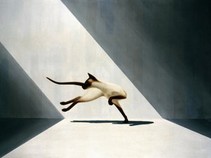 Siamese Cat by Rene Boin