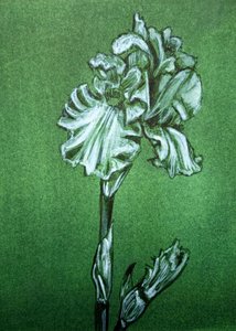 Elegant Green Iris