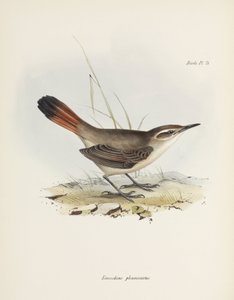 Band-tailed Earthcreeper, South America
