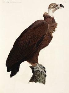 Brown Vulture, Egypt by John Pardon