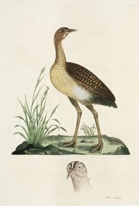 Bustard
