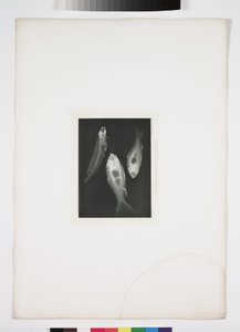 Diagnostic Radiology, X-rays of Fish