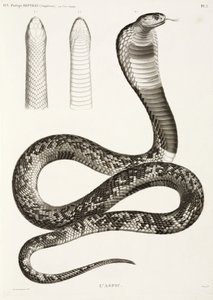 Egyptian Cobra by John Pardon