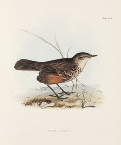 Flycatcher