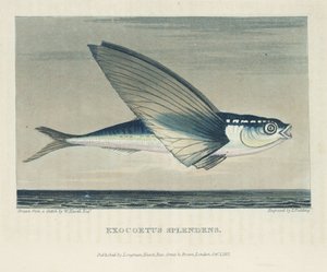 Flying Fish by John Pardon