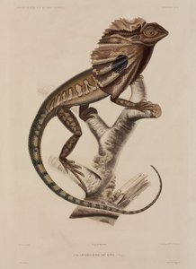 Frillneck Lizard