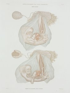 Human Foetus at 40 Days, c 1847-1859 by John Pardon
