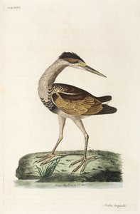 Heron