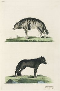 Hyena and wolf