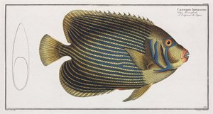 Imperator Angelfish by John Pardon