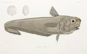 Knife Fish by John Pardon
