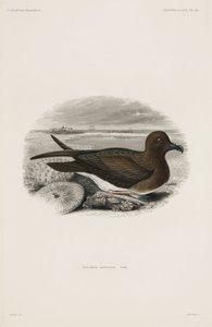 Petrel by John Pardon