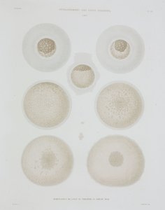 Rabbit Egg, c 1847-1859