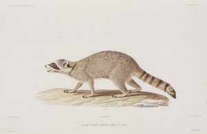 Raccoon, USA