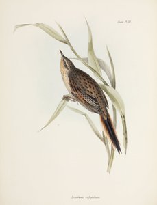 Spinetail, South America