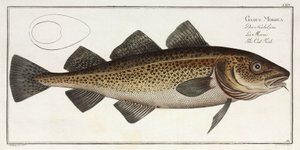 The Cod Fish by John Pardon
