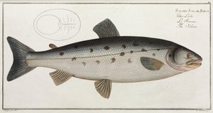 The Salmon by John Pardon